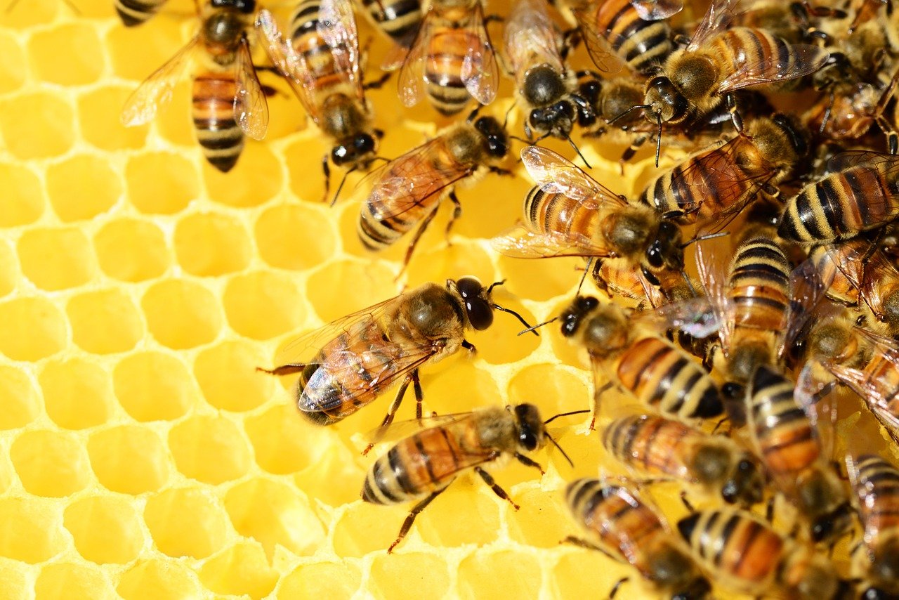 Comment traiter efficacement la varroase pour ses ruches 
