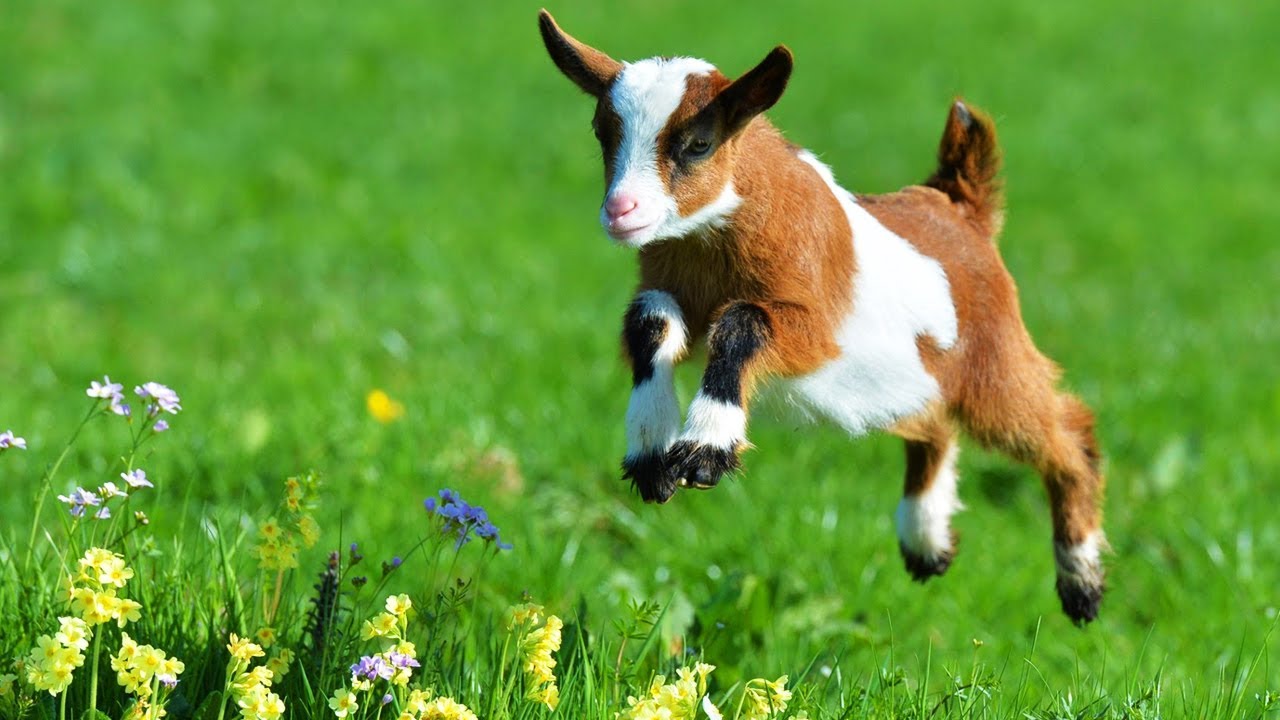 Pourquoi adopter une chèvre naine ?