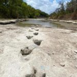 Texas met au jour des traces de dinosaure dans un rivière